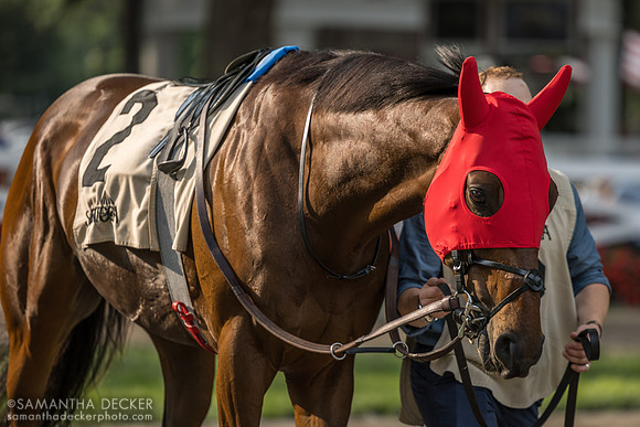 Silver Knott, winner of the Bowling Green S.