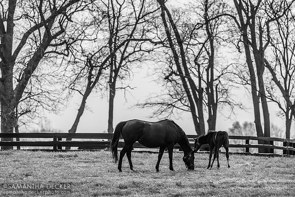 Taylor Made Farm, Nicholasville