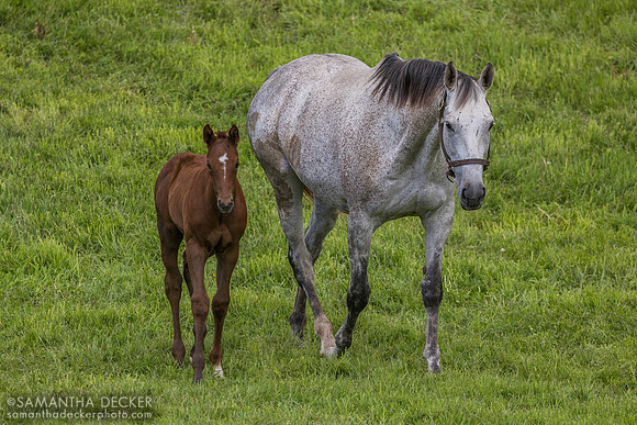 Heavenly Score and her 2025 Arabian Lion filly, Thirty Year Farm