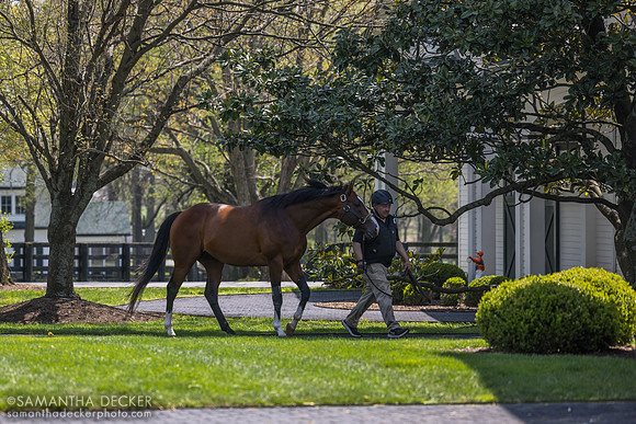 Maximus Mischief, Spendthrift Farm