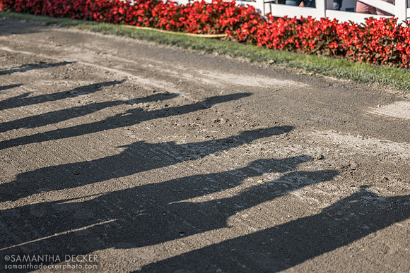 Paddock shadows - folks waiting to see the field for the Jim Dandy walk by