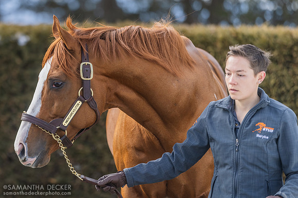 Americanrevolution at Rockridge Stud, 2025