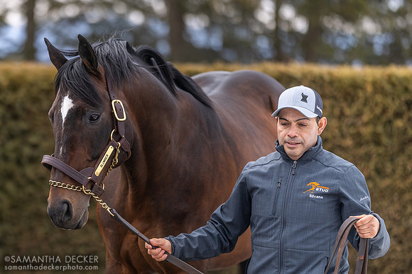 Slumber at Rockridge Stud, 2025