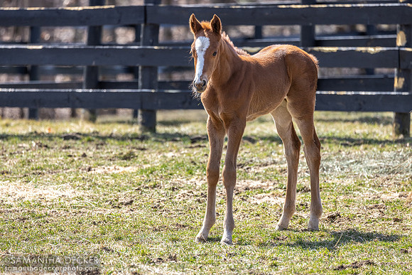 filly o/o Evening Primrose at 13 days old