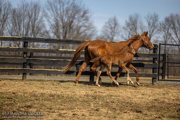 filly o/o Evening Primrose at 13 days old