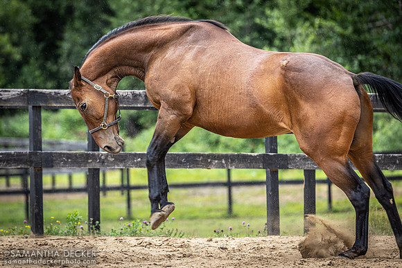 Doc Gets Feisty, Old Friends at Cabin Creek, Greenfield, NY