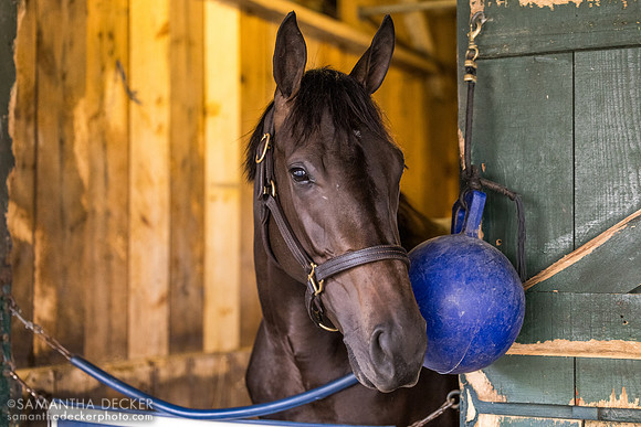 Pediatric Princess, John Terranova barn