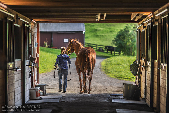 Britt Leads Lost Innocence to Her Stall, Mahoney Eden Manor, Saratoga Springs, NY