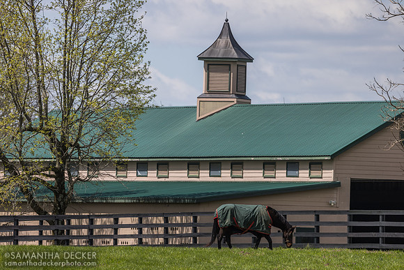 Tiznow, WinStar Farm, Versailles, KY