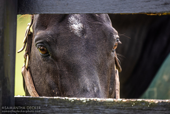Take Charge Indy, WinStar Farm, Versailles, KY