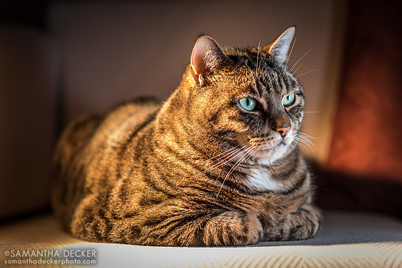 Golden Hour Casey (1)