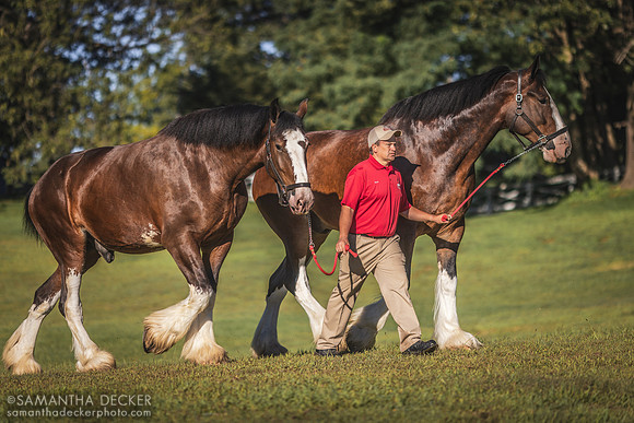 Budweiser Clydesdales being walked at the Oklahoma Track, 2022