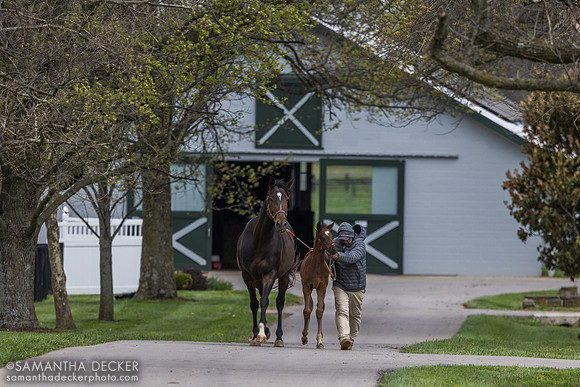 Le Brun and her 2025 Olympiad colt, Denali Stud, Paris, KY