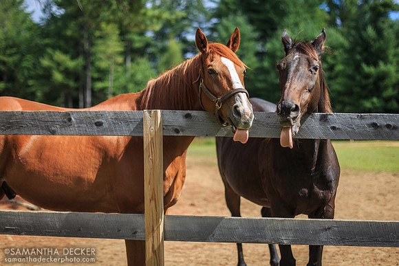 Zippy Chippy and Red Down South, Old Friends at Cabin Creek, Greenfield, 2015