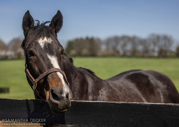 Rachel Alexandra, Stonestreet Farm, Lexington