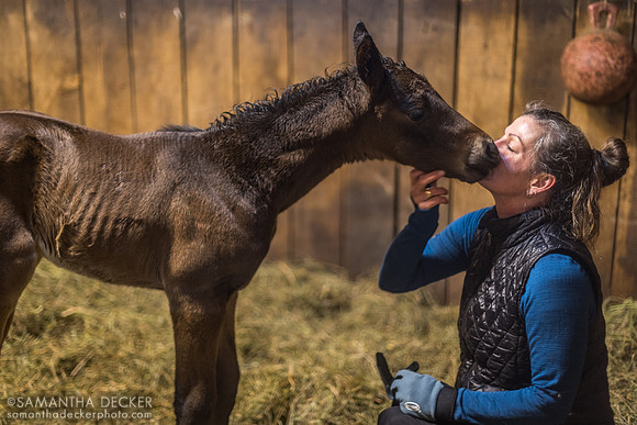 Britt and Big Time Lady's 2024 Yaupon filly, Mahoney Eden Manor, Saratoga Springs, NY