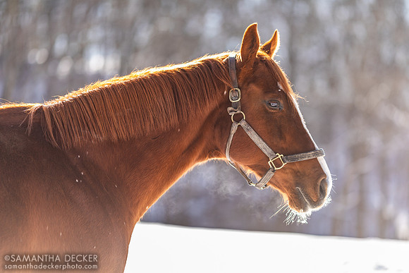 Miss Munnings