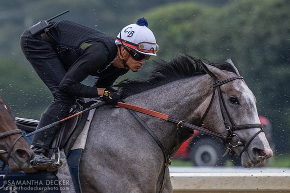 Ballerina d'Oro (2024 Photo)