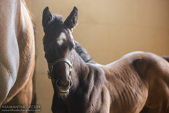Frlsted - Split Creen colt, Gainsborough Farm, Versailles, KY, 2025