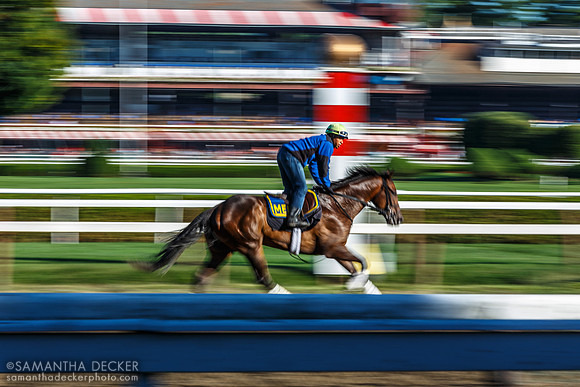 Backstretch, Saratoga Race Course, 2014
