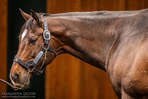 Cogburn, WinStar Farm, Versailles, KY