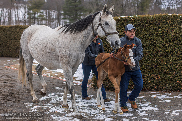 Judge Lee and her Americanrevolution colt at Rockridge Stud, 2025