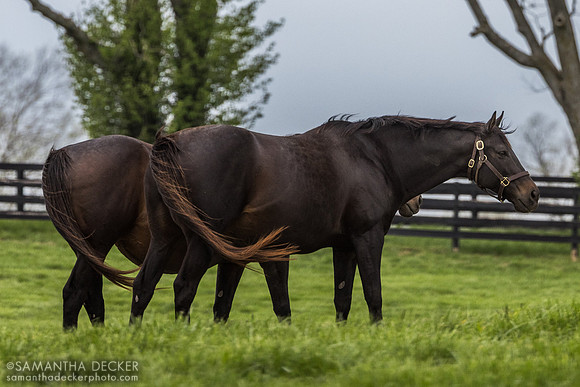 Serengeti Empress and a friend, Taylor Made Farm, Nicholasville