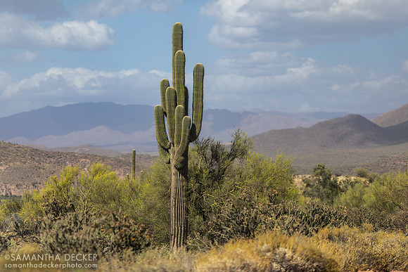 Saguaro Cactus