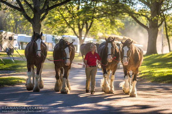 Budweiser Clydesdales being walked at the Oklahoma Track