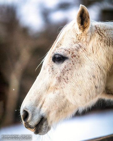 Be Bullish, Old Friends at Cabin Creek, Greenfield, NY, 2022