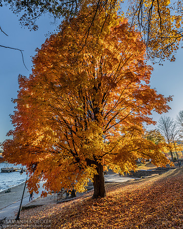 Shepard Park, Lake George, 2024