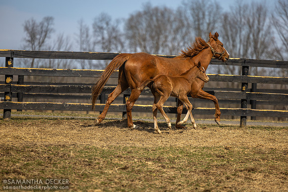 filly o/o Evening Primrose at 13 days old