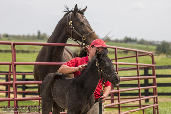 Sweet Kisses and her 2025 Not This Time filly, Taylor Made Farm, Nicholasville
