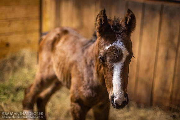 429 as a foal