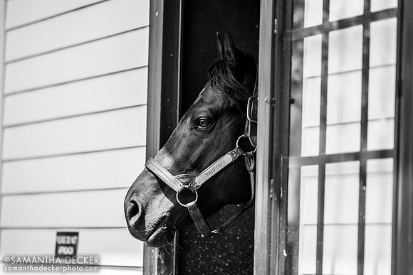 Yaupon, Spendthrift Farm