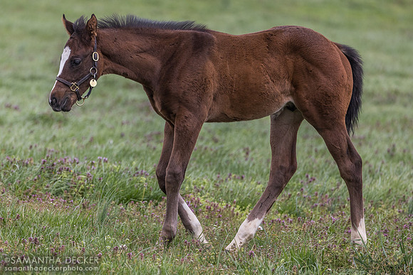 Denali Stud, Paris, KY
