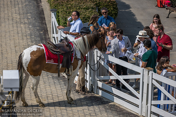 Fans meet and give treats to Sunny the pony