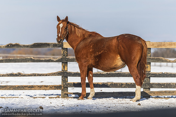 Broodmare Strange Magic at Rockridge Stud, 2025