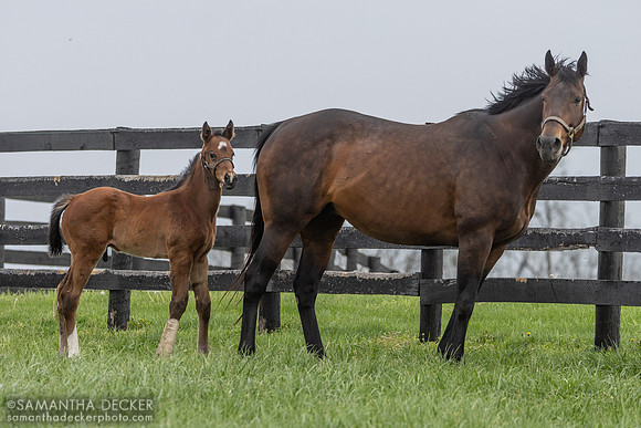 Precious Dixie and her 2025 Cody's Wish colt, Taylor Made Farm, Nicholasville