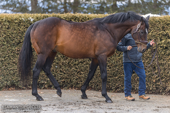 Slumber at Rockridge Stud, 2025