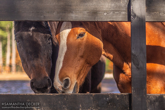 Zippy Chippy and Red Down South, 2018