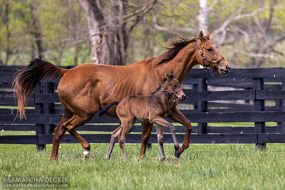 Rose Sapphire and Her 2023 Nyquist filly, Gainsborough Farm, Versailles, KY