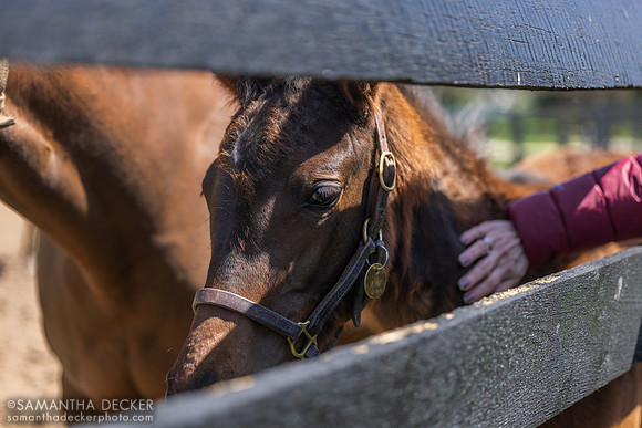 2025 Gun Runner - Glinda the Good filly (half sister to Good Magic), Stonestreet Farm, Lexington