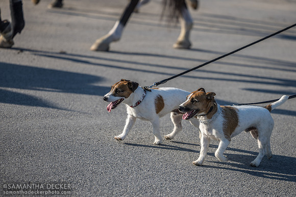 Dogs and horse hooves