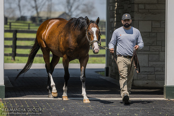 Maximus Mischief, Spendthrift Farm