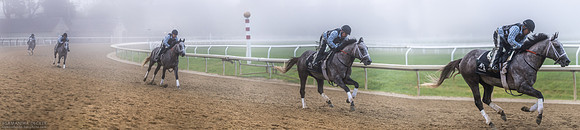 Seize the Grey Gallop Sequence, 2024
