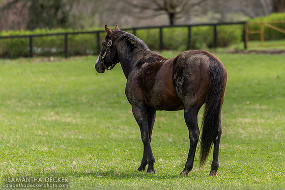 War Front, Claiborne Farm