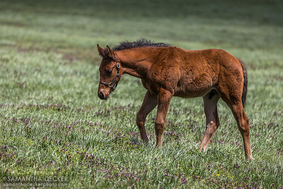 Denali Stud, Paris, KY