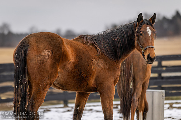 Constance, Thirty Year Farm, Saratoga Springs, NY