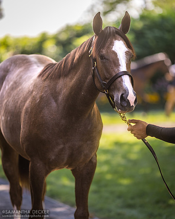 Yearling at Fasig Tipton